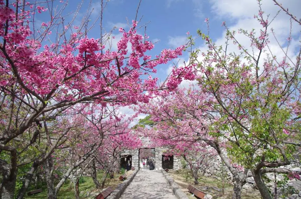Okinawa Nakijin Castle Ruins World Heritage site in early spring, vibrant pink cherry blossoms framing the stone path leading to the castle gate, highlighting the seasonal beauty of the Hokuzan Kingdom relic.