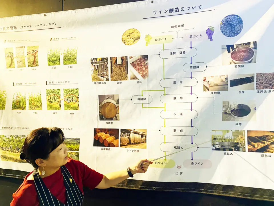 大阪河內葡萄酒館專業導覽，解說員指著牆上圖表，詳細介紹傳統葡萄酒釀造的完整工藝流程。