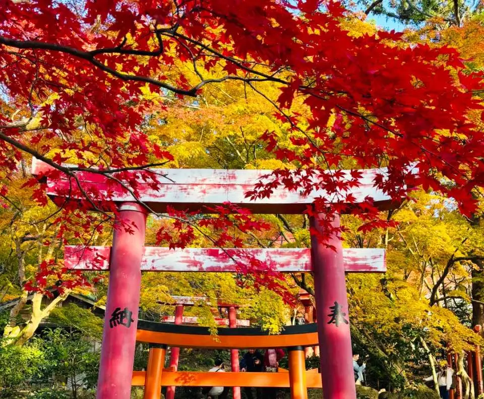 九州・竈門神社の鳥居、鮮やかな紅葉が朱色の鳥居を囲み、紅葉一日ツアーで独特の日本情緒を体験。