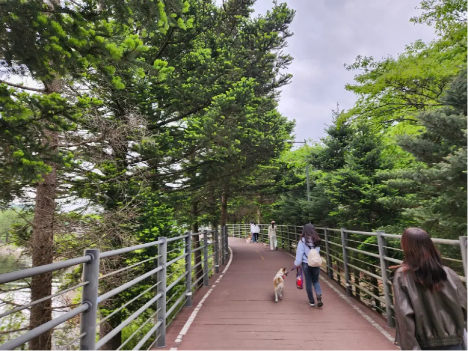 蜿蜒的春川宠物友好步道，游客牵着宠物狗在翠绿森林中漫步，享受大自然探索乐趣。
