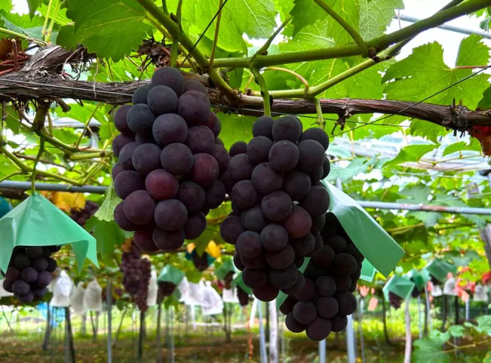 The Takahata region's climate with large temperature differences between day and night, its mineral-rich soil like Takahata's stone, and the producers' advanced technology produce high-quality fruit.