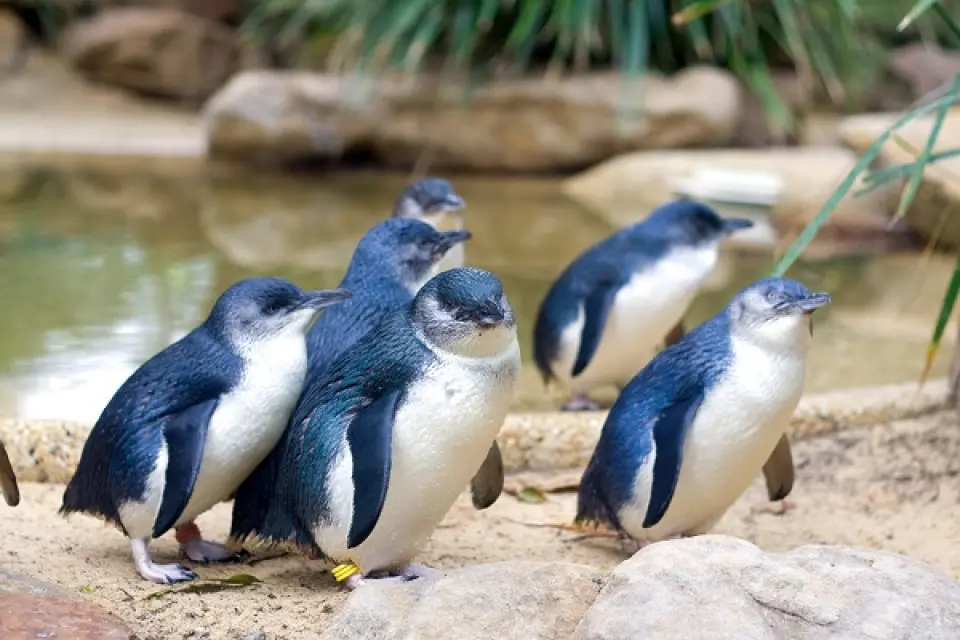 【入●MARU無尾熊動物園〉入●菲利浦島：神仙企鵝生態之旅】