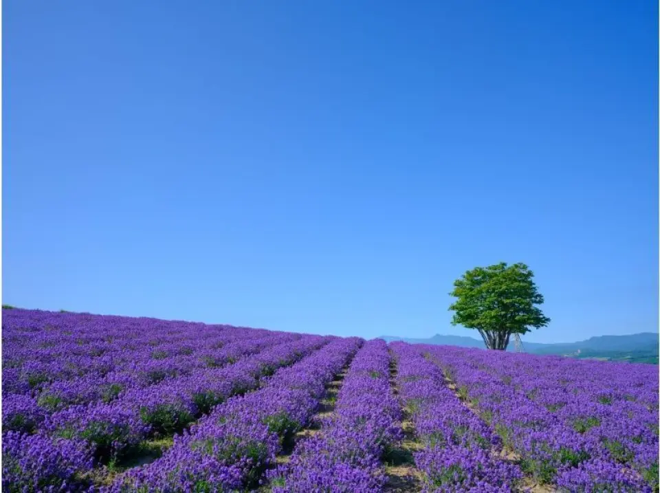 盡情欣賞北海道最著名的旅遊勝地－美瑛的美麗風光