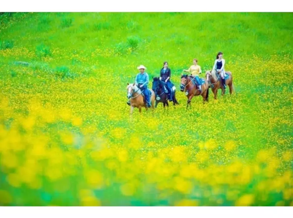 北海道留寿都，多名游客骑马穿越一片金黄花海的绿色草地，体验壮丽的大自然景观。