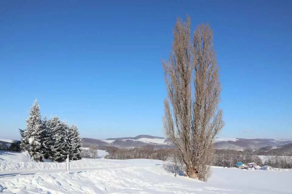 北海道美瑛银白雪原上高耸的白杨树，在蓝天映衬下展现冬日的宁静与辽阔。