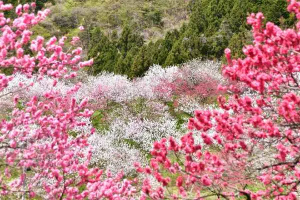 【入●日本三大神宮－熱田神宮〉入●中山道第43號宿場－馬籠宿〉入●日本第一桃源鄉－花桃之里（四月中旬～五月上旬期間限定）】