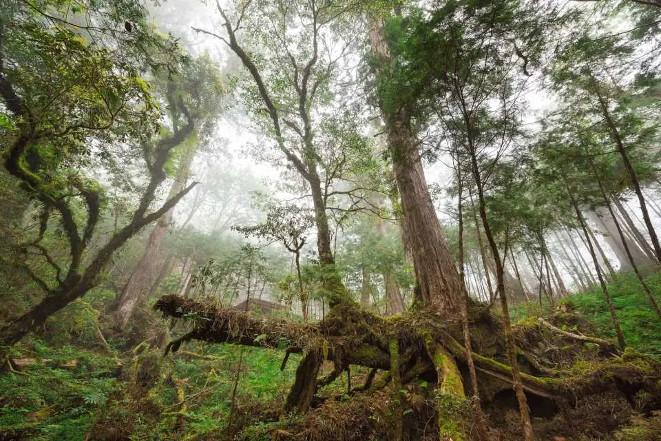 Looking up at the thousand-year-old cypress forest in Yilan's Cilan Divine Tree Garden, giant tree roots and lush vegetation interwoven in the mist, experiencing a refreshing phytoncide forest bath.
