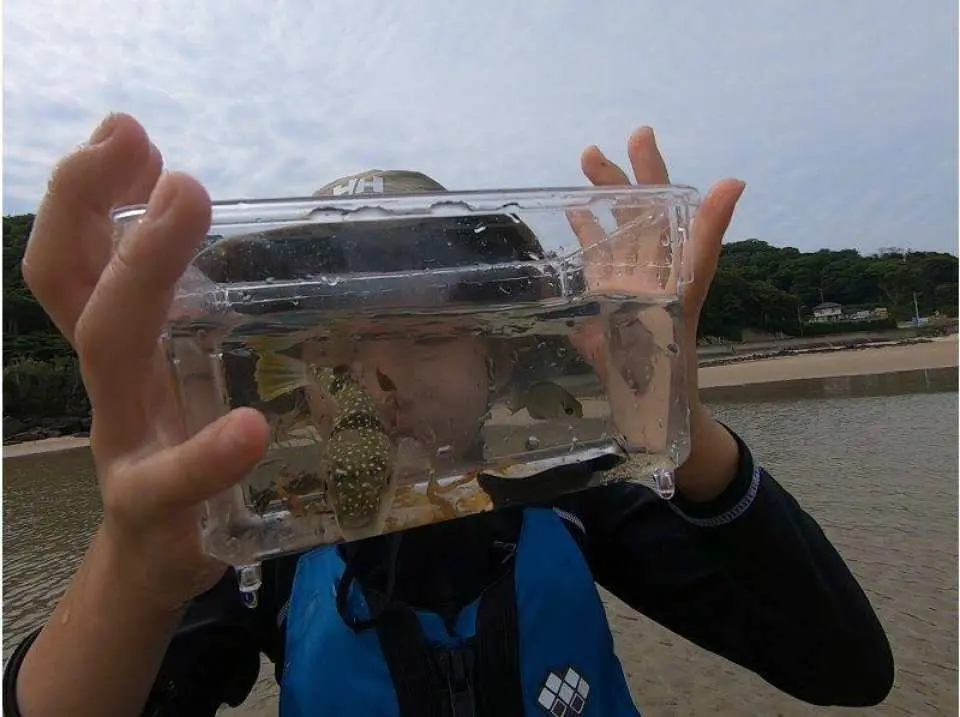 干潟の生き物観察を楽しもう！。生き物を見つけたら、観察してみよう！砂に擬態したカニ、小さな水たまりを泳ぐ小魚やエビ達も、どんな色や形をしてるのかな？どんな動きをするのかな？ 干潟は生き物の営みを直接感じることができる自然の教室です！