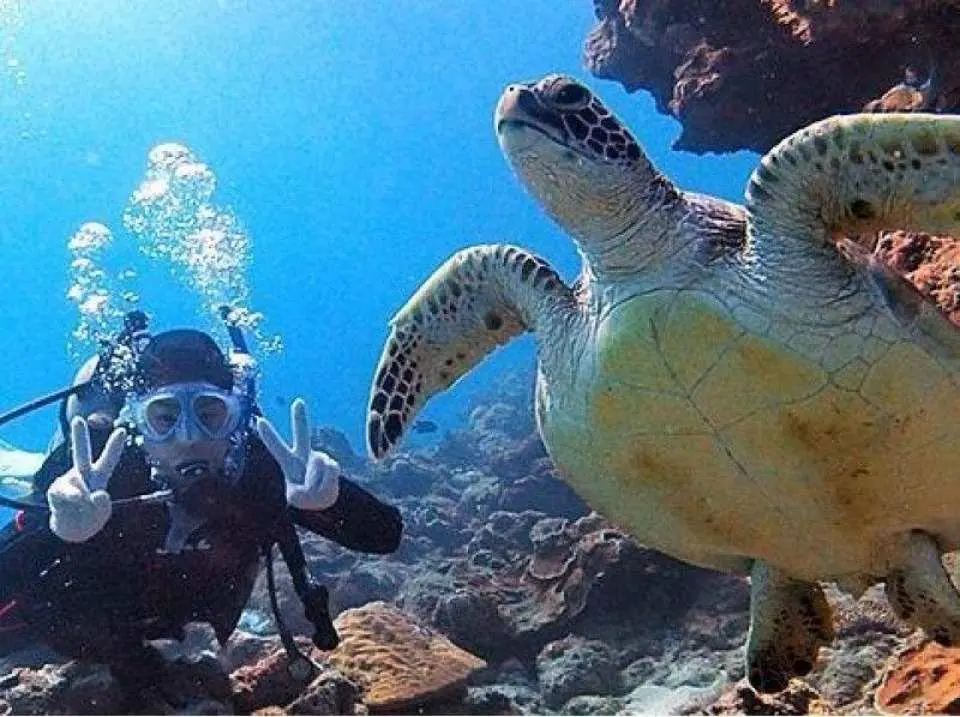 ウミガメに会えるかも！