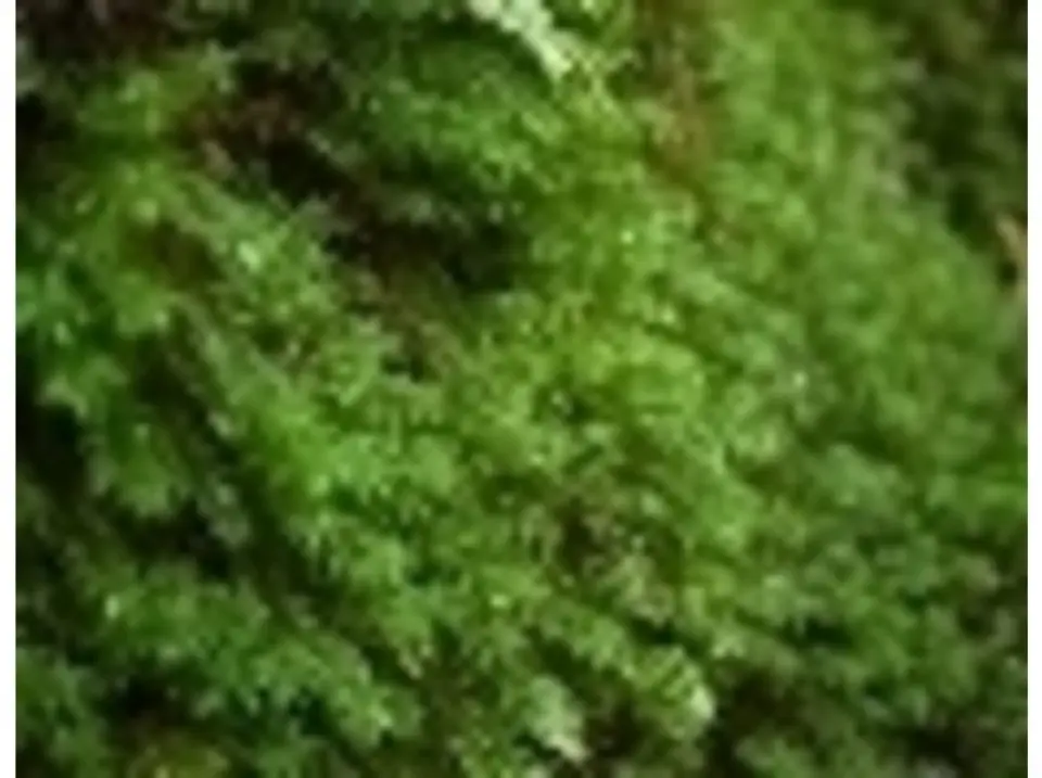 The moss is spreading