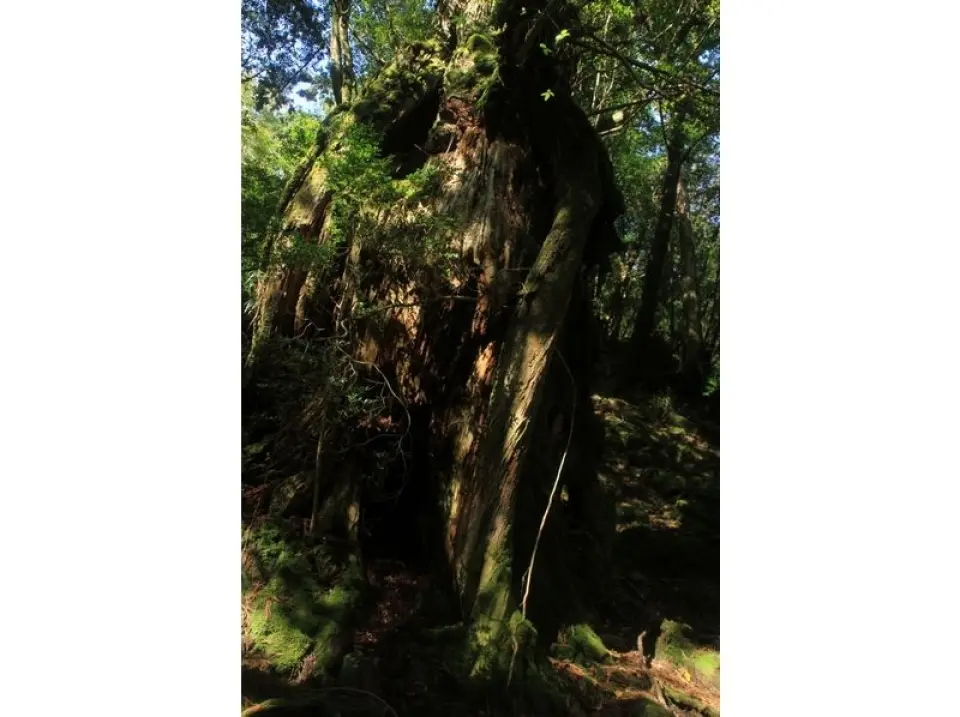 The sight of large trees appearing one after another is breathtaking