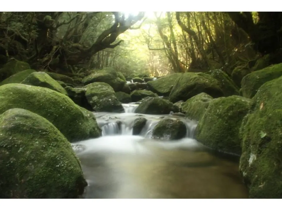 Mysterious moss green world