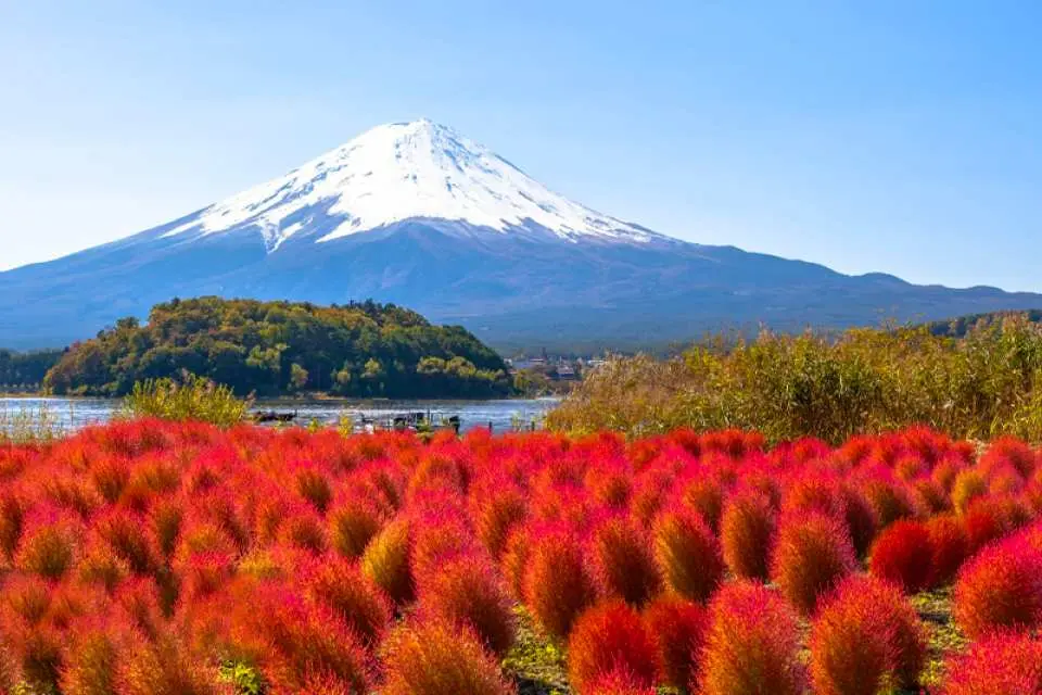 【Kawaguchiko Oishi Park】 This is a great spot to view Mount Fuji. Oishi Park boasts vast fields of flowers, perfect for admiring the mountain amidst the blooms. Late April: Tulips, Daffodils, Rapeseed Flowers. Early May: Cherry Blossoms. Afternoon June to Mid-July: Lavender. August to Early October: Begonias. November: Maple Leaves. As a secondary venue for the Kawaguchiko Herb Festival, it attracts many tourists who come specifically to view Mount Fuji across the lavender fields. Recommendation 1: Try lavender ice cream at Oishi Park; Recommendation 2: Take a photo with Mount Fuji at the restaurant on the second floor of Oishi Park.