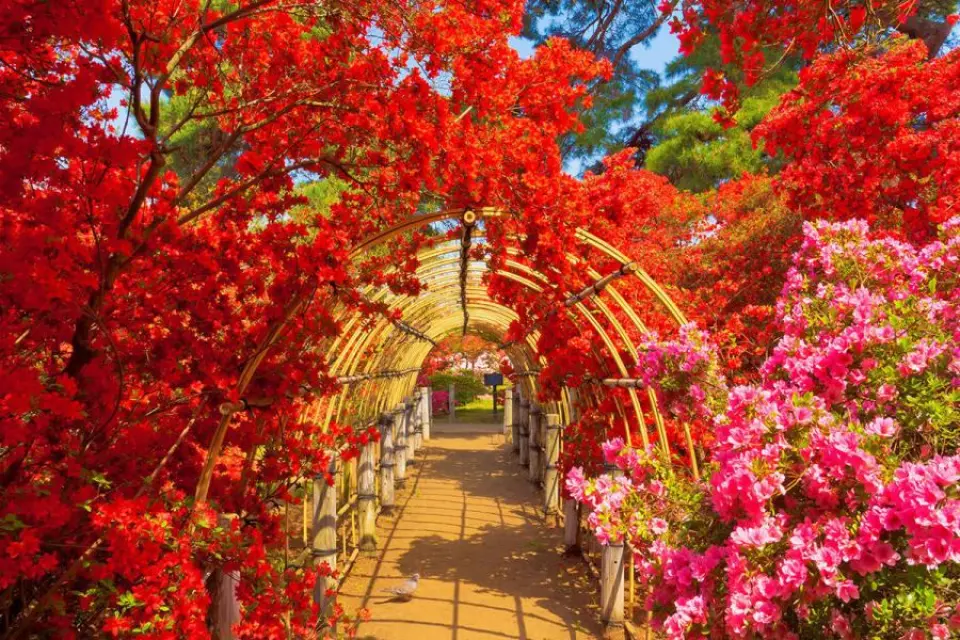 【入●杜鵑岡公園(杜鵑花節)〉入●光伸免稅店〉贈送晴空塔造型手提袋每人乙個〉入●淺草觀音寺(風雷神門)、仲見世街〉入●東京晴空塔SKY TREE(登上350m天望甲板)】