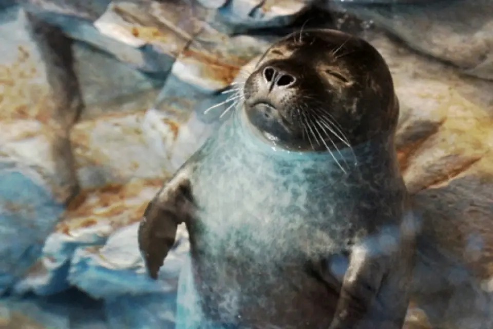 【入●濟州AQUA PLANET水族館〉入●城山日出峰(UNESCO世界自然遺產)〉入●濟州阿里郎『魂』跆拳武藝秀〉照●松堂童話村主題花園+星巴克庭園】