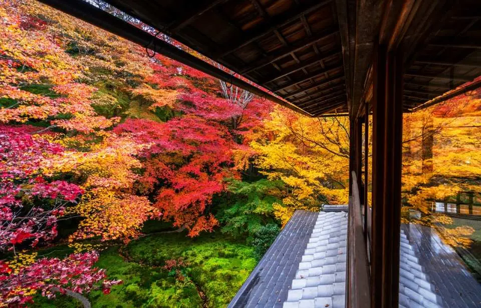 A vibrant autumn maple leaf landscape viewed from a Japanese-style building's balcony, showcasing colorful red, yellow, and green foliage near Lake Biwa.