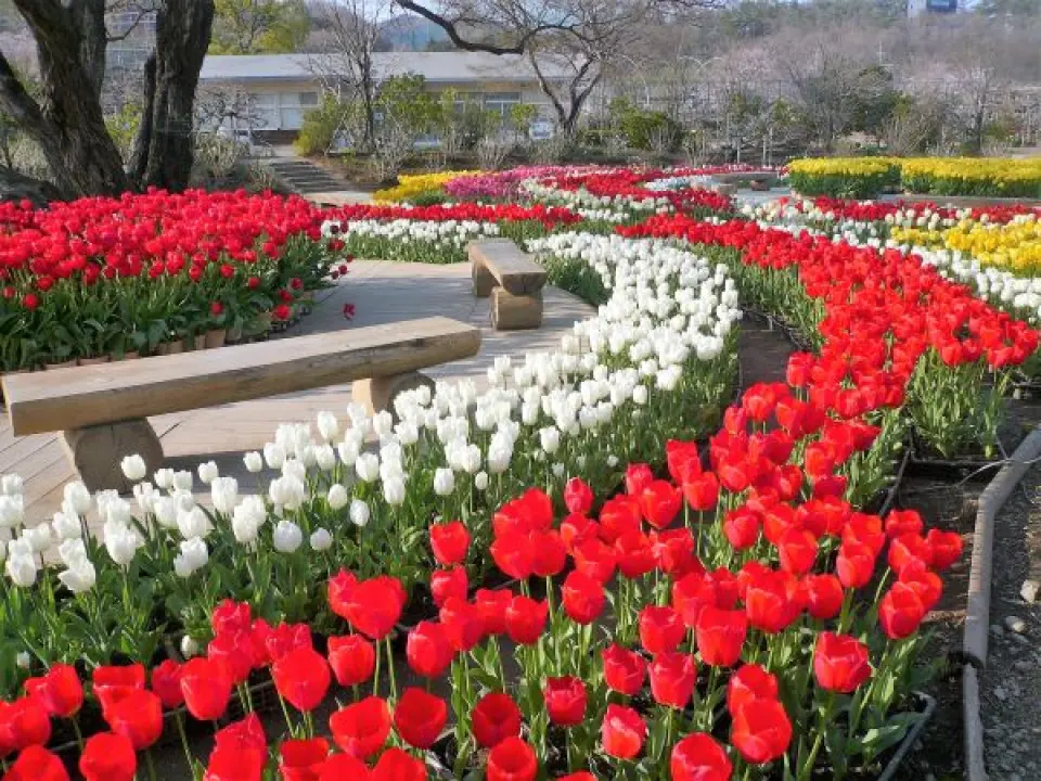 【飯店〉入●足利花卉公園(鬱金香)〉入●日光東照宮(世界遺產)〉飯店】