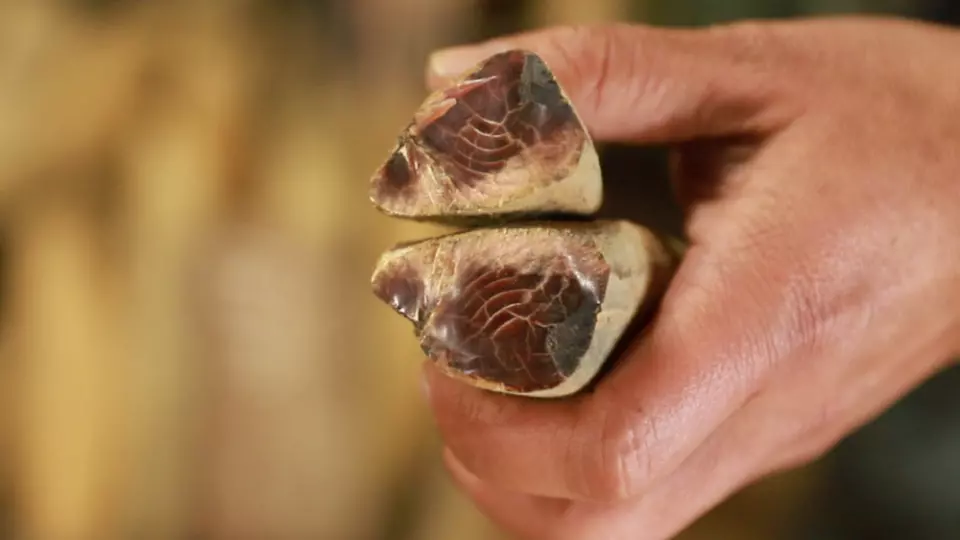 A ruby-colored honkare fermented dried bonito