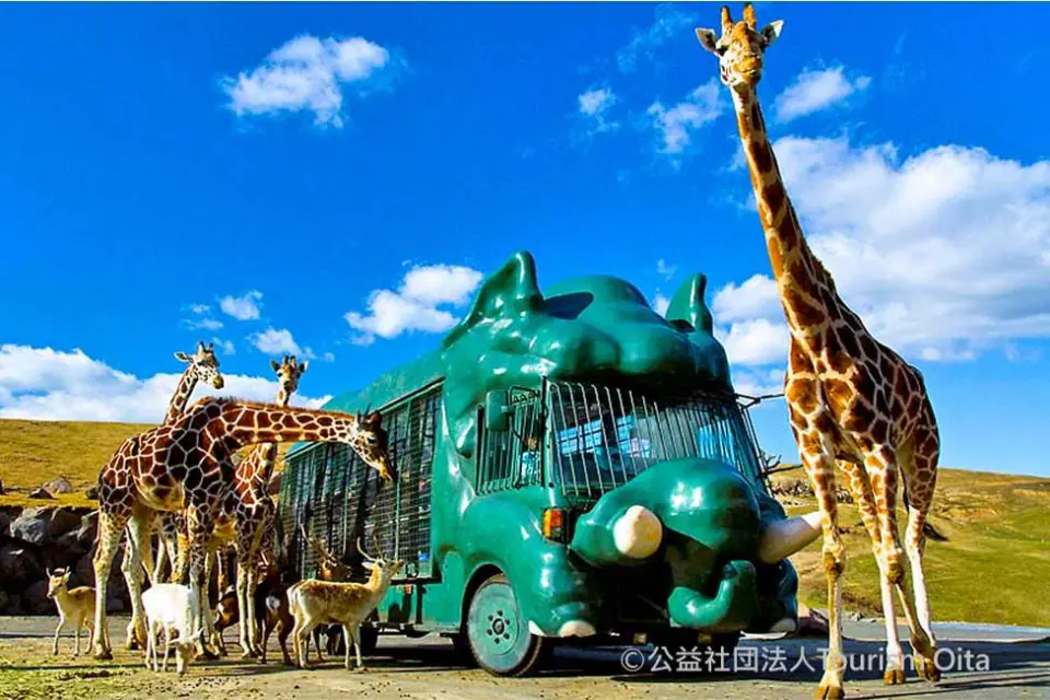 【入●九州自然動物園(搭乘叢林巴士)〉三麗鷗和諧樂園〉阿蘇大觀峰展望台(遠眺阿蘇五岳)〉阿蘇溫泉】