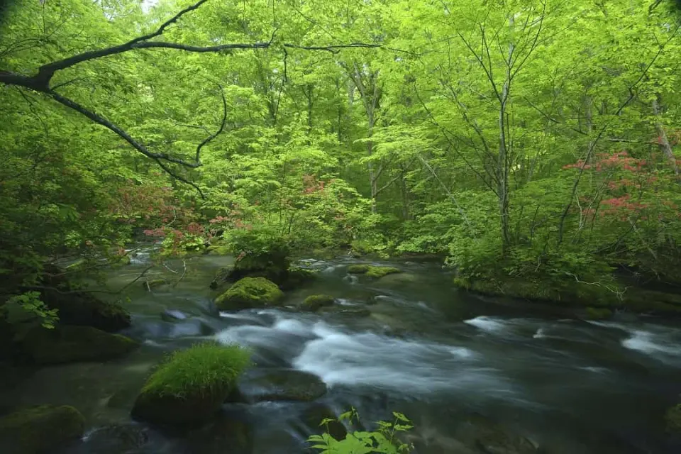 【入●奧入瀨溪流〉入●銚子大瀑布〉入●十和田湖(十和田神社、乙女の像)、特別安排觀光船遊湖〉入●保證入住～溫泉百選飯店乙晚】