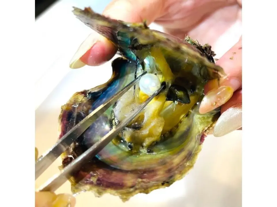 天然真珠取り出し体験