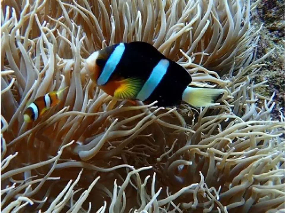 M Marine Sports Planning Snorkeling Tour