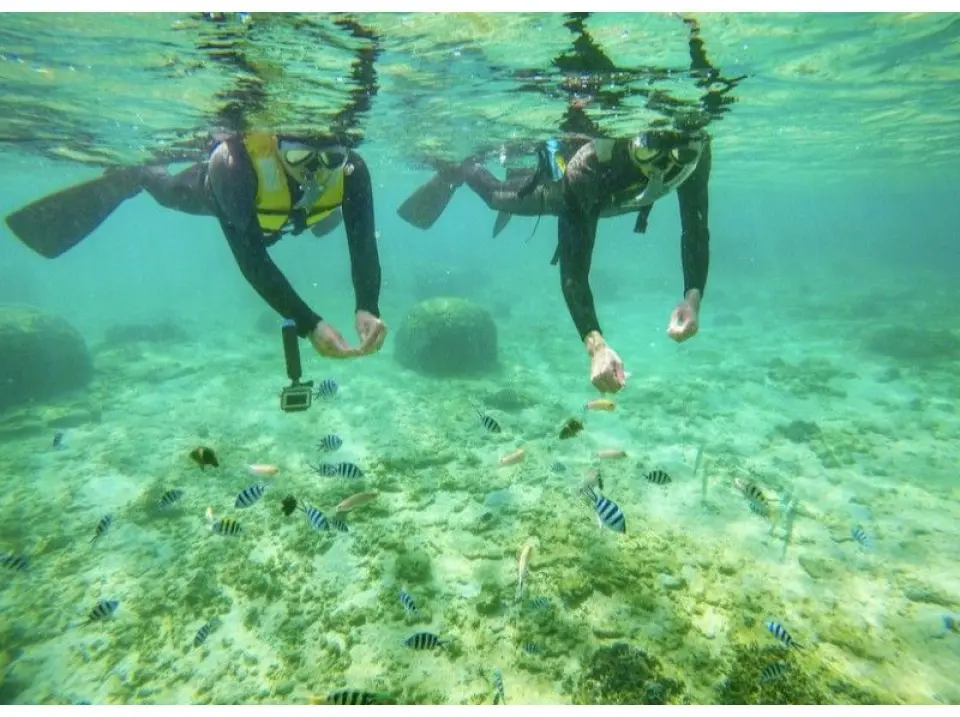 There are lots of fish in the coral♪. When you feed them, they swarm in droves♪