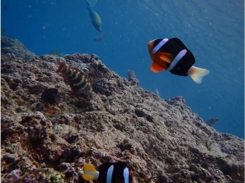 You can even meet clownfish! Enjoy the Okinawan ocean while watching the popular clownfish and many other tropical fish. The underwater time is long, about 30-40 minutes.