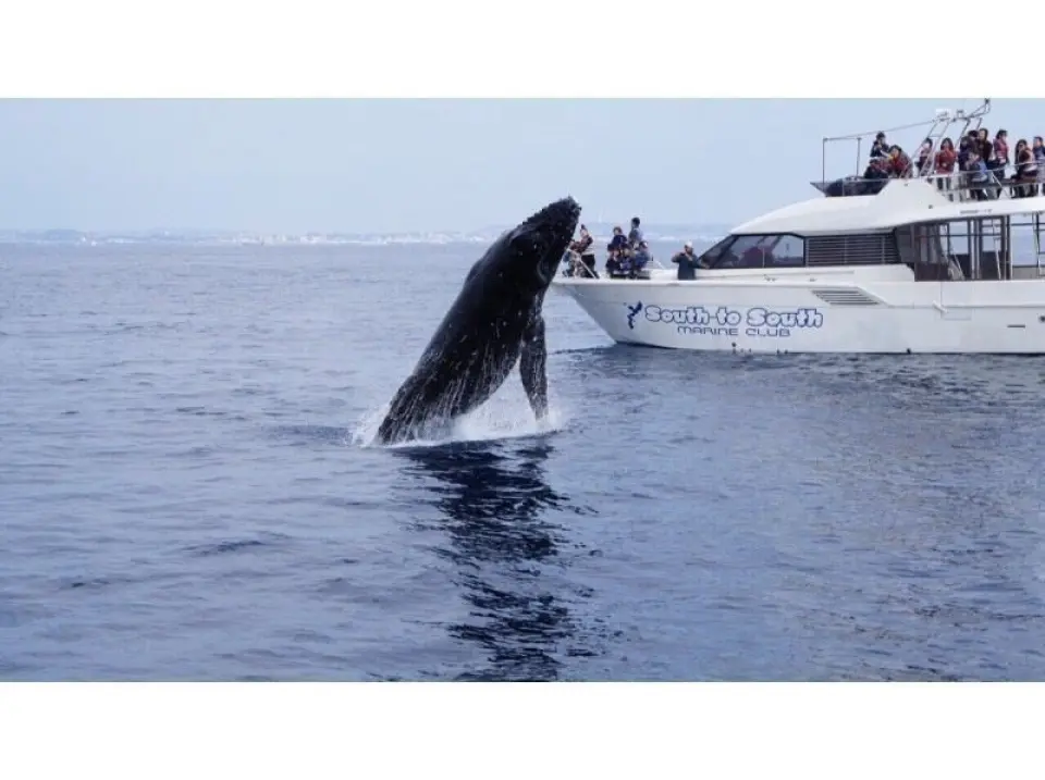 ほかにはマネできない技術でクジラが間近に