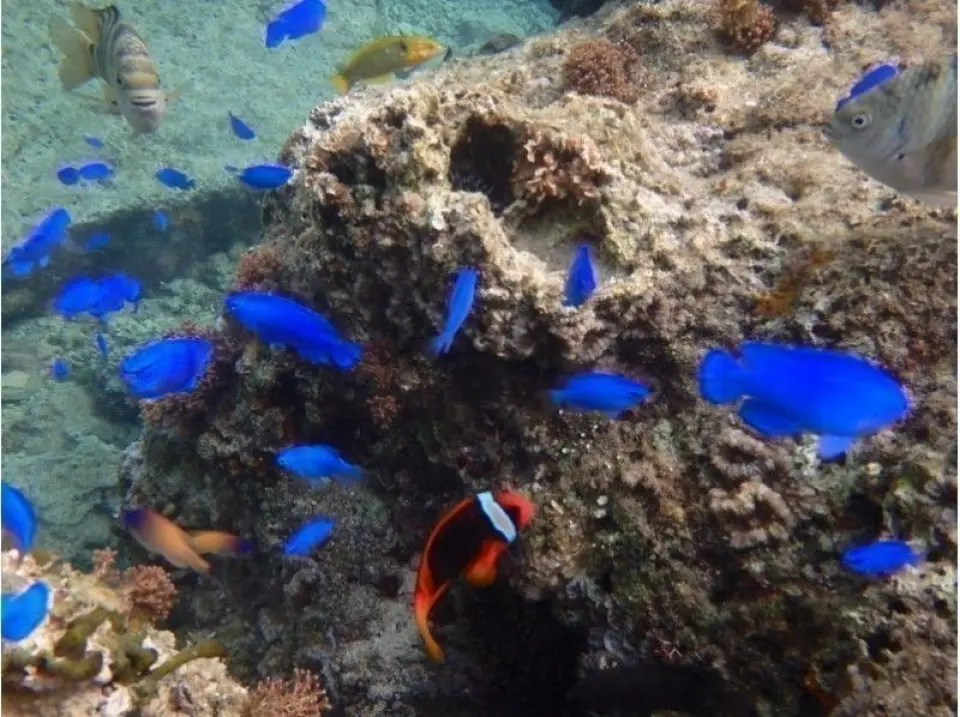 Take a walk underwater full of fish♪. Once you get used to swimming, you'll be greeted by many other fish. 
Snorkel and look for fish while swimming slowly. You're sure to encounter many fish while swimming to the recommended Blue Cave. There are green parrotfish, yellow butterflyfish, striped damselfish, long and slender cornetfish, and large sea bream. And the ever-popular clownfish. Dozens of different kinds of fish are swimming underwater, making it feel like you're in an aquarium.