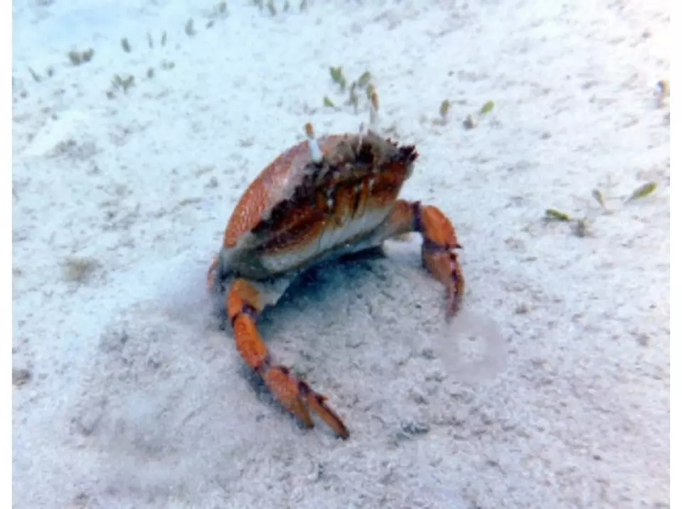 Asahi crab appears ♪