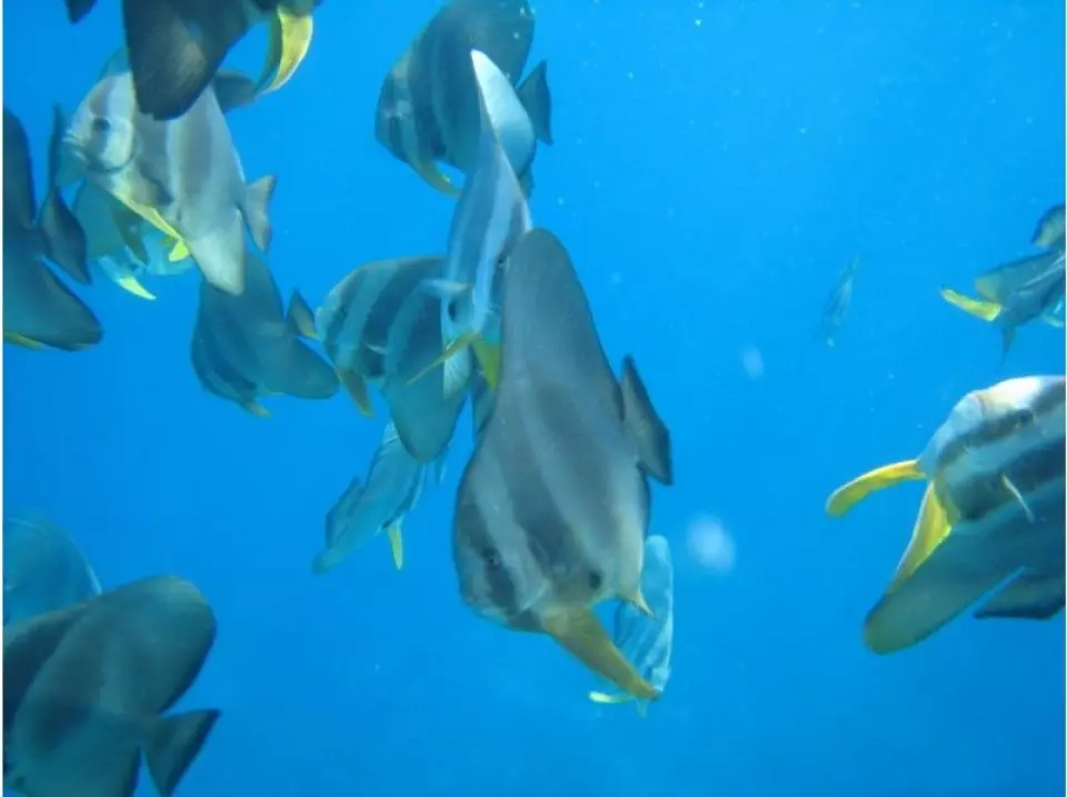 お魚もたくさんいます。