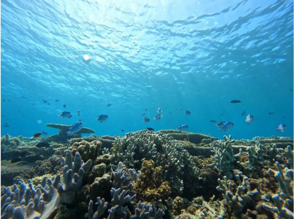 サンゴ礁豊かなシュノーケルポンと
