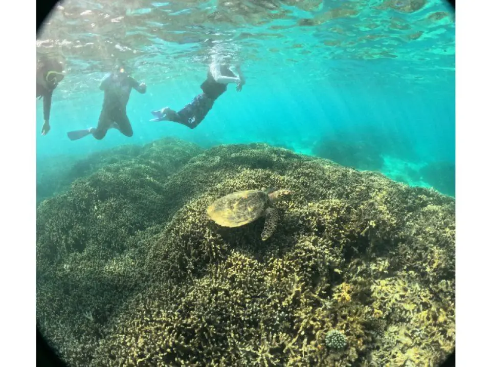 ウミガメの棲む海