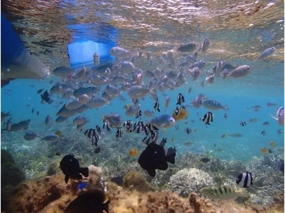 箱メガネで水中観察
