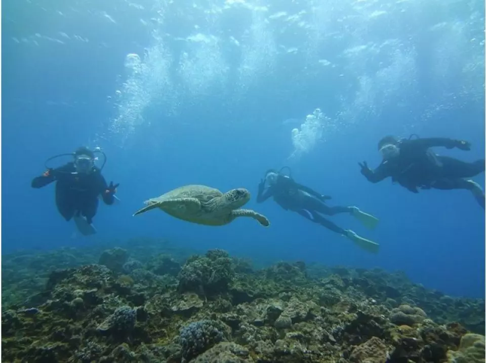 Swim with turtles!