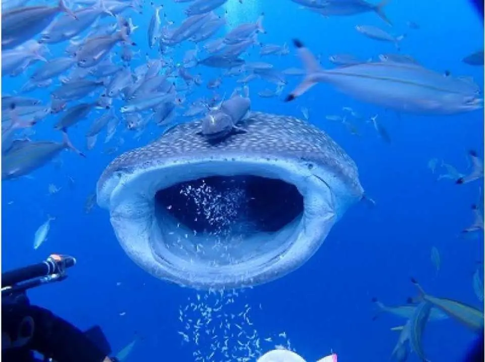Whale shark snorkeling