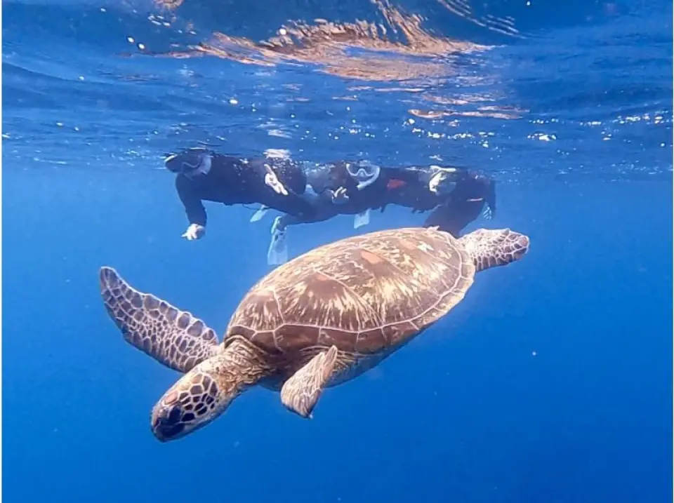 透明度抜群の海でシュノーケル。珊瑚やお魚が広がる宮古ブルーの世界へ出発！
ウミガメと泳ごう！