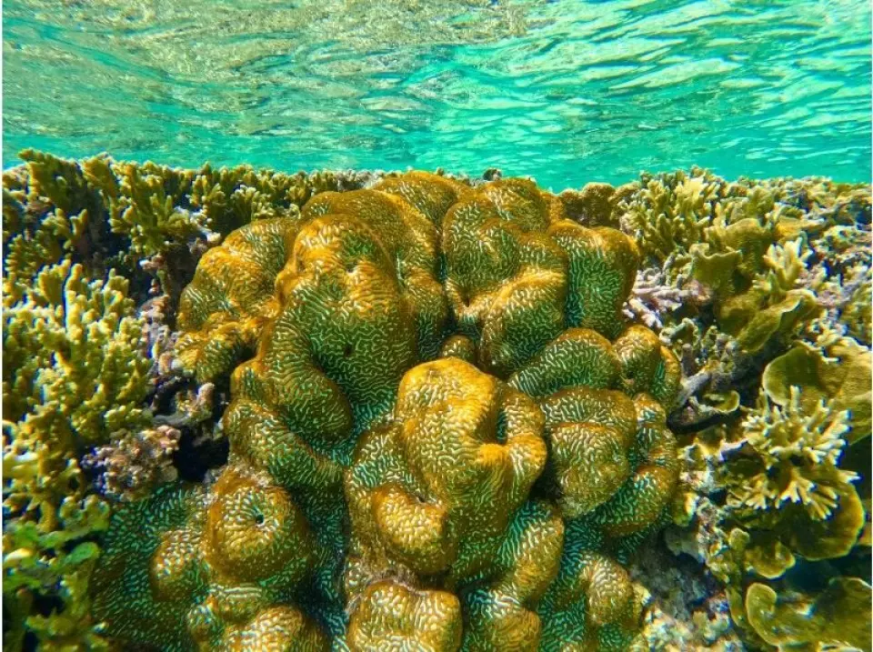 ☆沢山の熱帯魚、珊瑚礁を見学！。世界中には約800種のサンゴが生息すると言われていますが、沖縄ではその半数以上が生息していると言われています、貴重な生きた珊瑚が沢山見れます♪