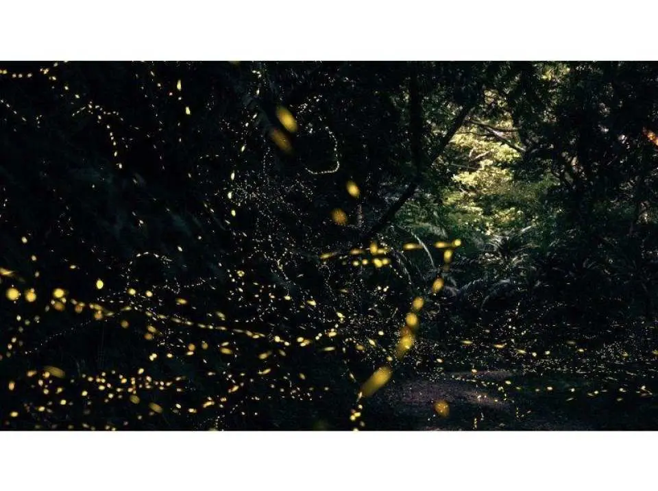 Fireflies dancing wildly