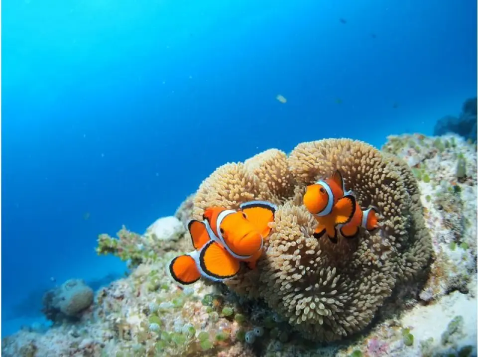 Clownfish