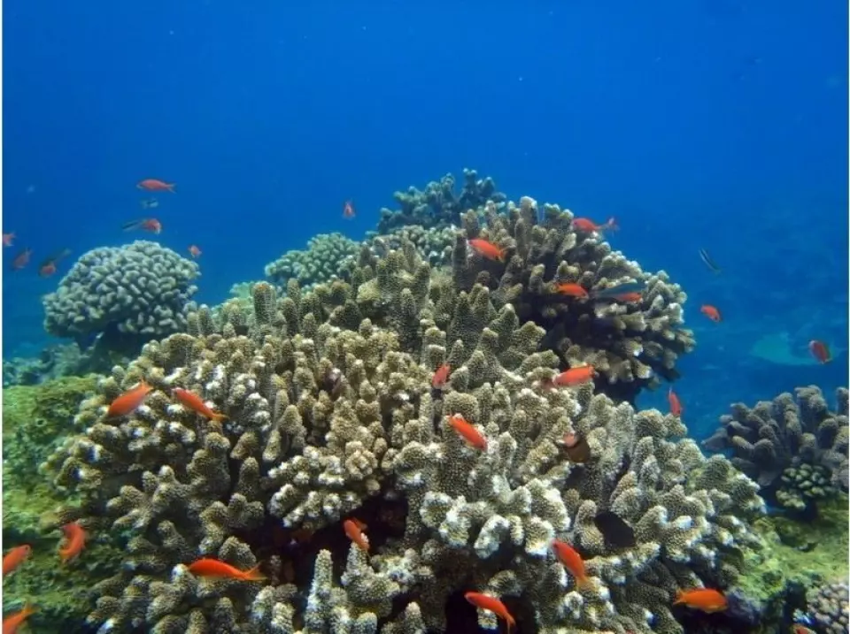 fish