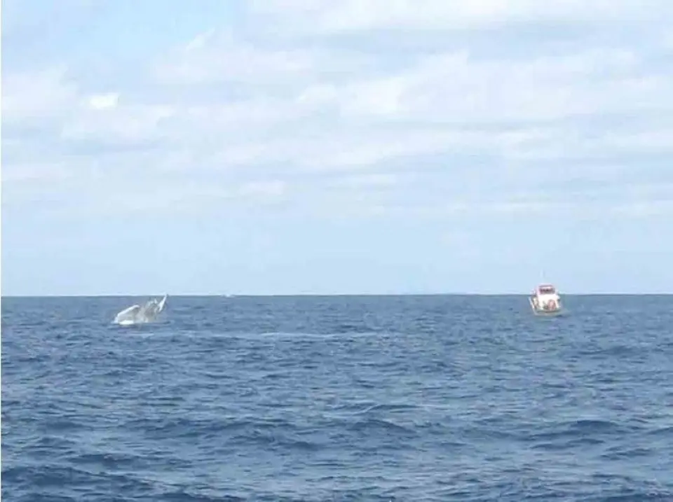クジラとの信頼関係があるからこそ、この近さでウオッチングを楽しめます