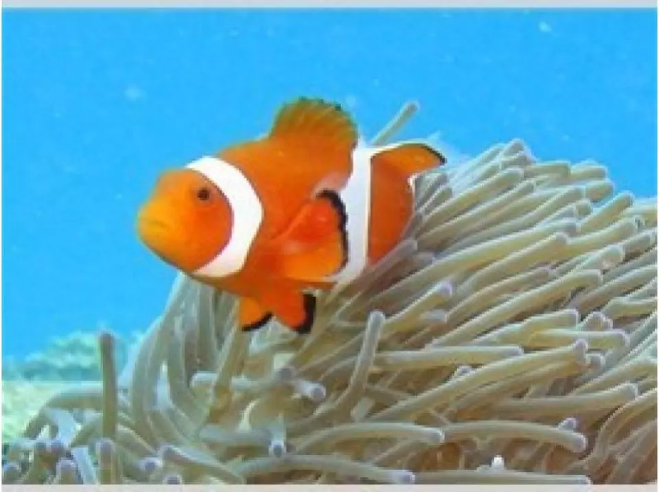 There's also Nemo.