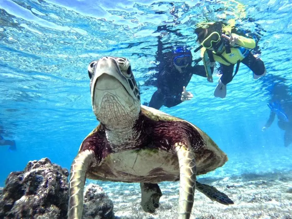 紺碧の海で、サンゴや熱帯魚を鑑賞し、ウミガメに出会える可能性も非常に高いです。深いダイビングの経験は必要ありません。プロのインストラクターの指導の下、宮古島の海の驚異を気軽に探検できます。