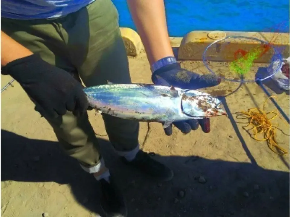 夏は岸壁からカツオが釣れる！？