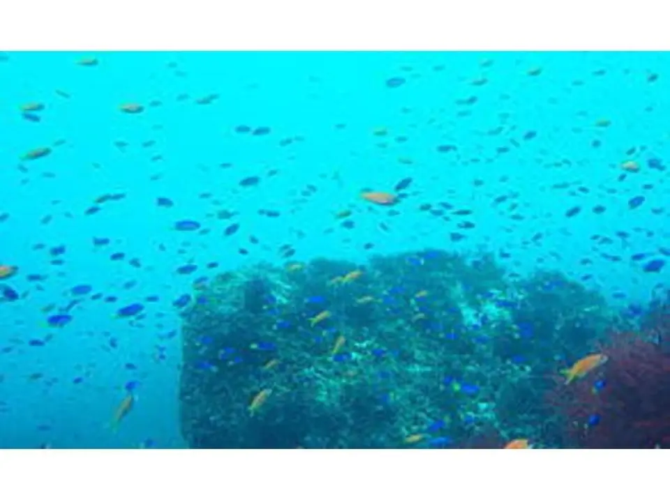 练习：到达水边后，先在浅水区练习。

↓ 正式开始：现在，适应之后，试著游得更远一点！

↓ 返回商店：返回商店并洗个澡。

↓

结束：付款后，您的课程就结束了。