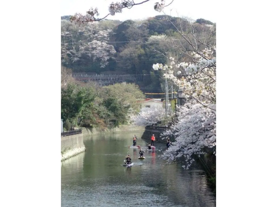 Cherry Blossom Viewing 2
