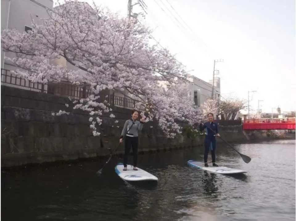 Cherry Blossom Viewing 3
