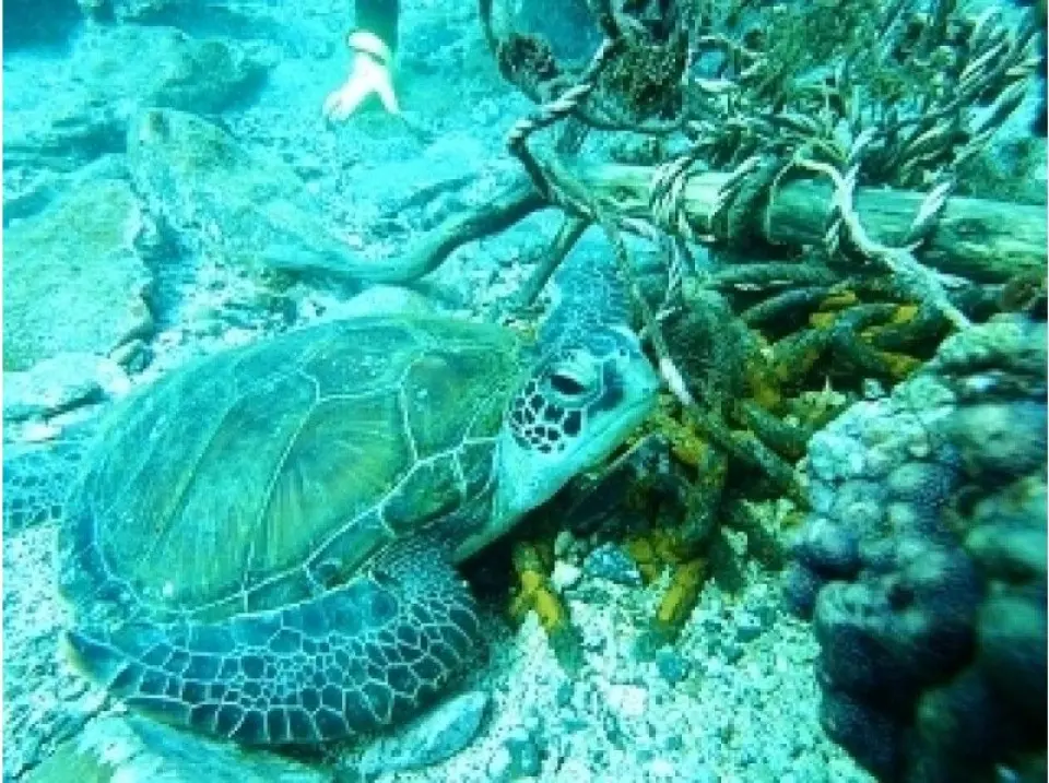 海の世界を堪能